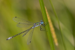 David Plant Photography - Wildlife Photography - Scarce emerald damselfly - L